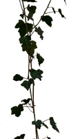 ivy PNG