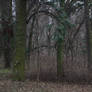 trees january 2020