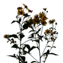 Yellow flowers PNG