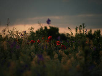 Summer flower field background stock