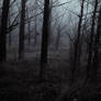 Foggy moody woods background stock