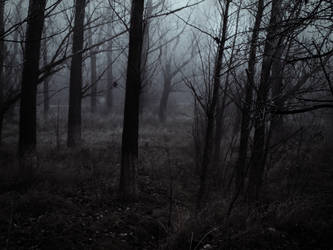 Foggy moody woods background stock