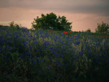 Flowerfield in the sunset stock background 2