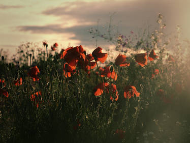 Poppy field background stock 15