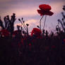 Poppy field background stock 17