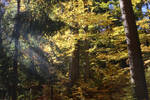 Autumn woods foliage background stock by dreamlikestock
