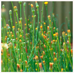 wild weed flowers