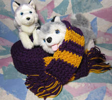 UW Washington Huskies Scarf for Jim