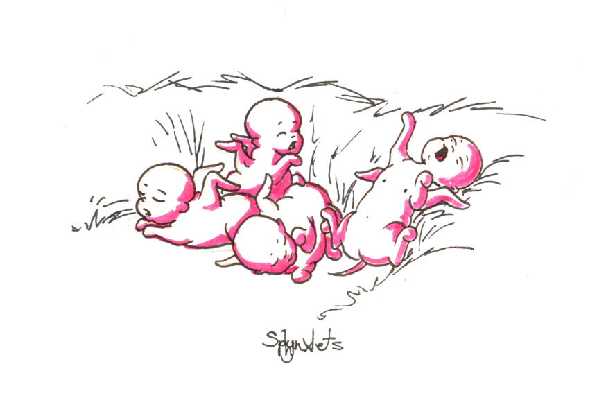 Sphynxlets