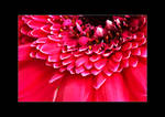 Gerbera by Colin-Moore