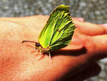 Butterfly on the hand by delaverano