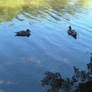 Duck pond