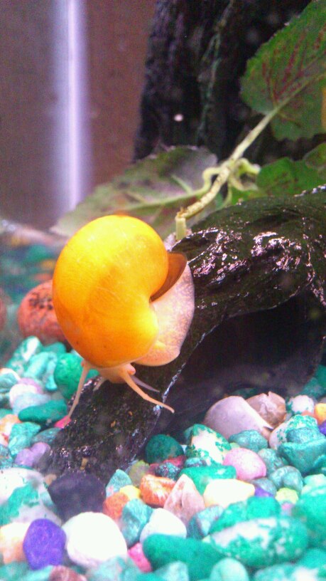 Squishy the Snail