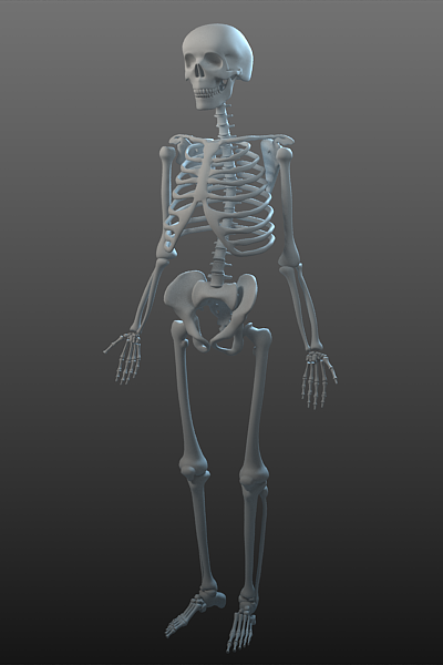 Skeleton