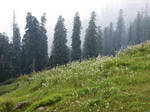 Toli Peer - Flower Bed by OmerTariq