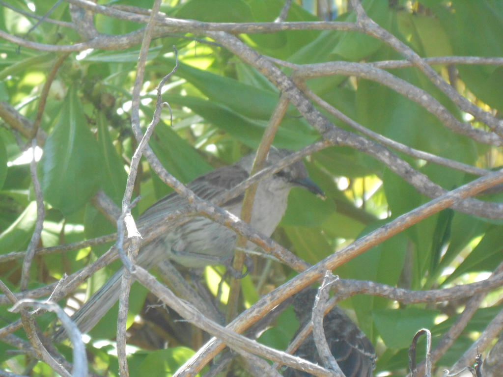 Tropical Bird on Half Moon Cay Bahamas