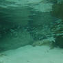 Swimming with the tiny fish in the Bahamas on