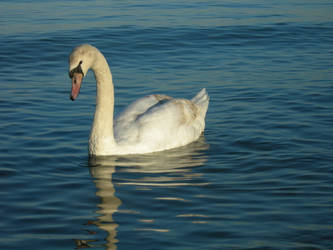 A Swan