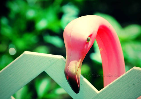 Angry Flamingo