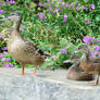 Ducks in the Park