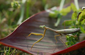 Praying Mantis