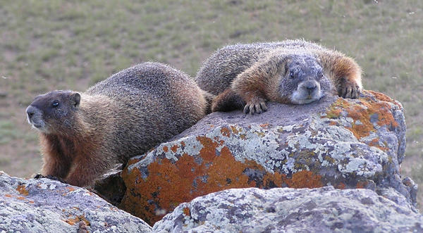 Flat Marmots