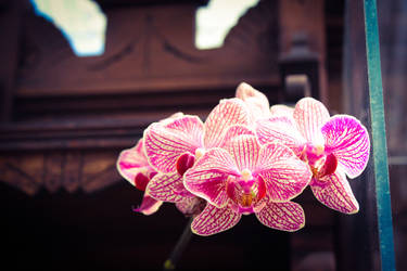 Pretty Orchids