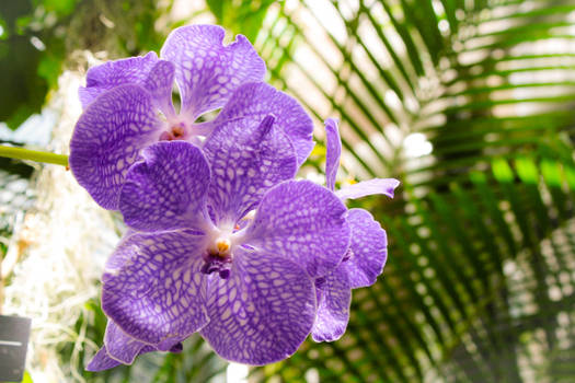 Purple Orchids