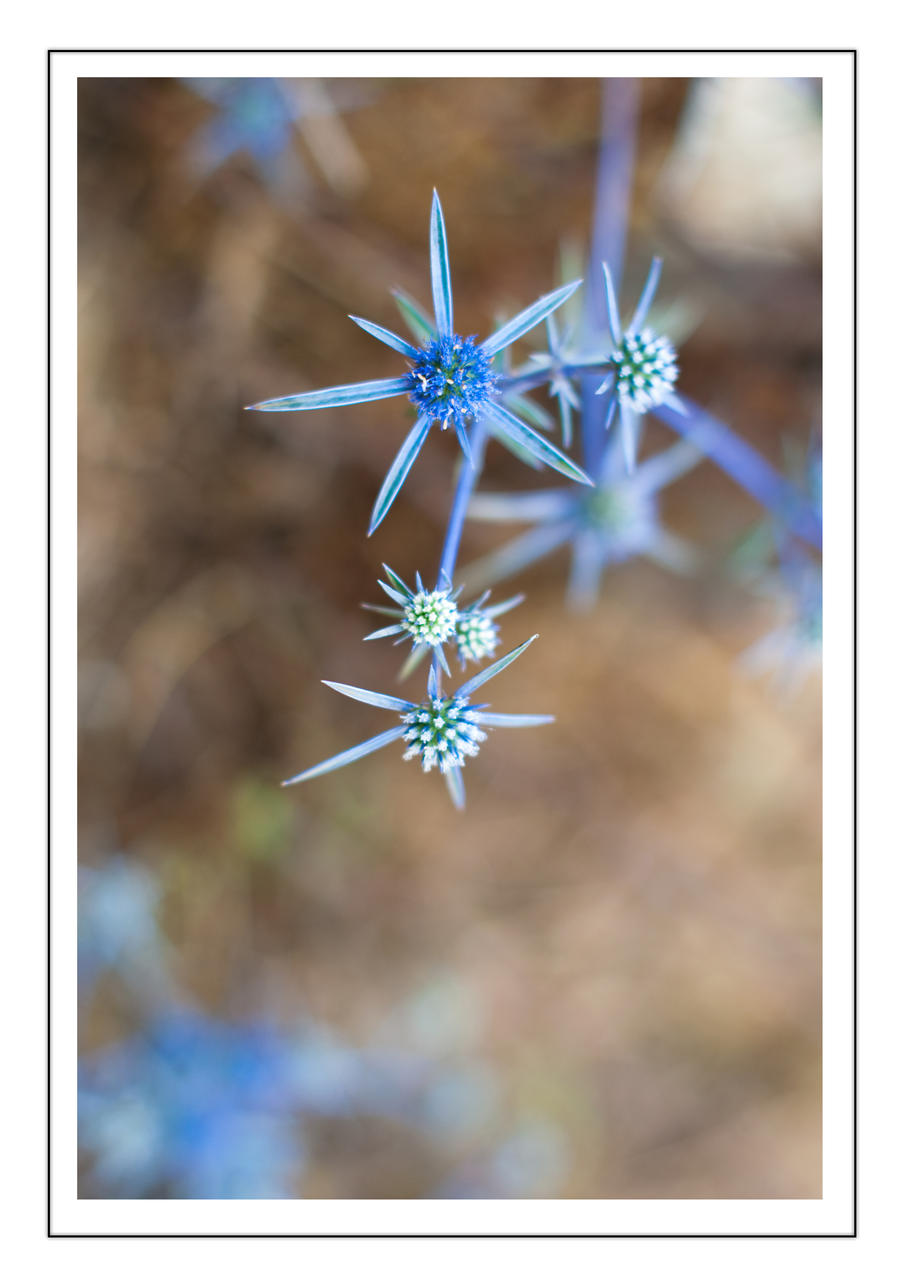 'Blue Spikes'