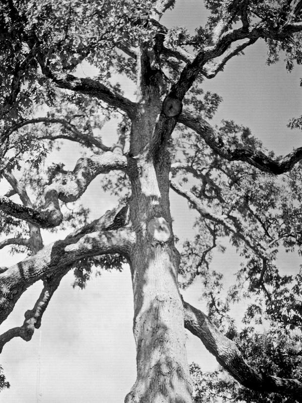 fsc tree by red6lake on DeviantArt