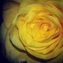 Yellow Rose