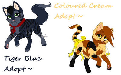 Tiger Blue + Cream Colour Adopts .:1 LEFT:.