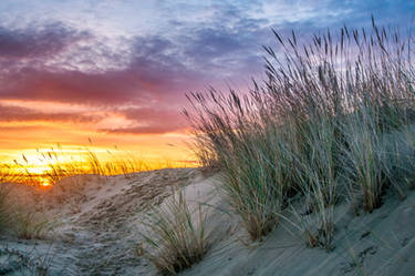 Sun dunes and oyats