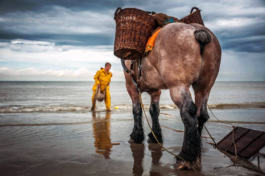 Fishing in shrimps on by horse to Oostduinkerke