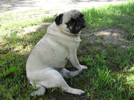 Pug11