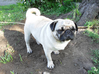 Pug13