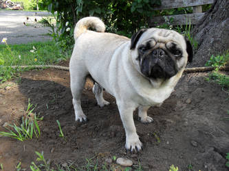 Pug14