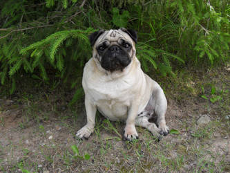 Pug19