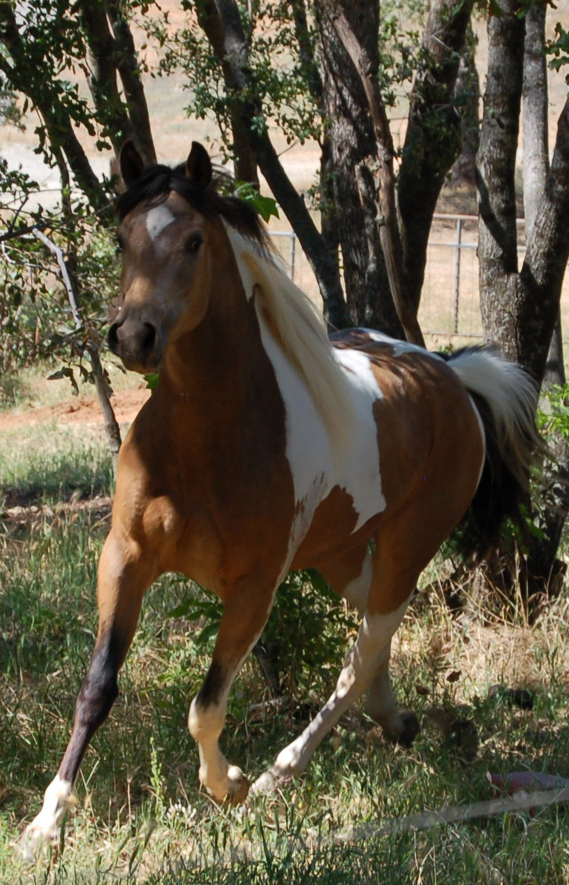 Rain Running in Pasture