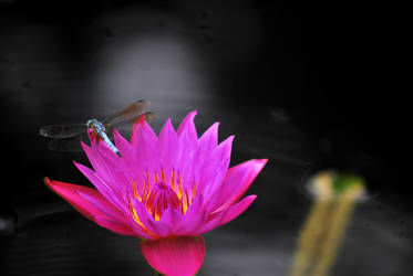 Dragonfly on a Lily