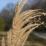 Windy Day