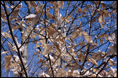 Leaves at Watkins