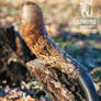 Carved detail of the Drinking Horn