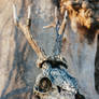Roe deer carved skull