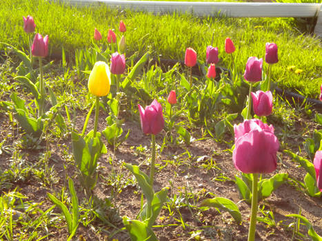 Mom's tulips