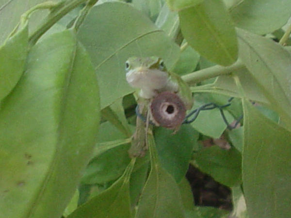 Lizard on a Plant