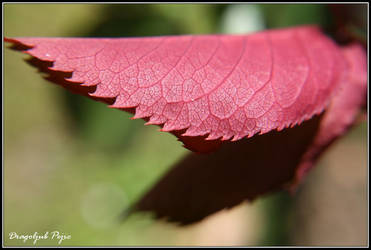 Red Leaf