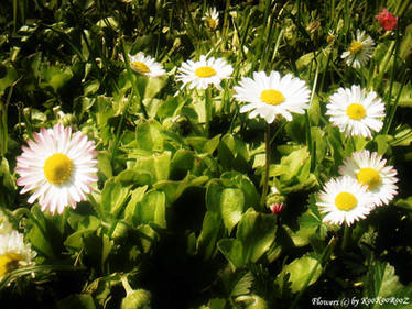 Flowers