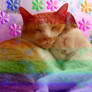 Rainbow Cats Snuggling