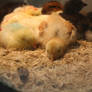 More Sleeping Chicks